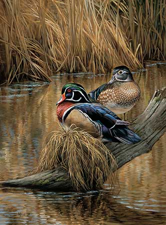 332x450 Wood Duck Art Wild Wings - Waterfowl Painting