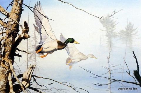 480x316 Duck Amp Waterfowl Art - Waterfowl Painting