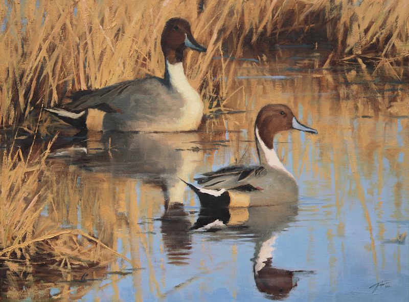 800x590 Oil Paintings By Jason Tako New Waterfowl Painting! - Waterfowl Painting