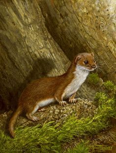 236x310 Pin By Ellen Bounds On Ermine In Winter An Animal With 2 Coats - Weasel Painting