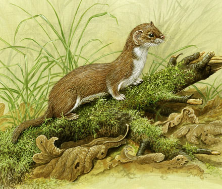 440x375 The Art Of Dick Twinney - Weasel Painting