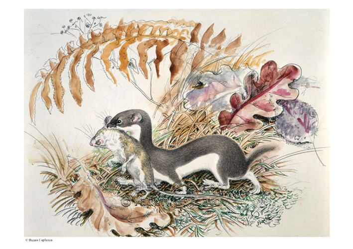 709x501 Vadim Gorbatov Painting Of A Weasel - Weasel Painting