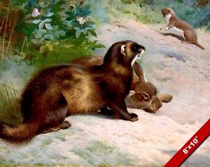 300x239 Weasel Polecat Amp Rabbit Animals In Wilderness Painting Art Real - Weasel Painting