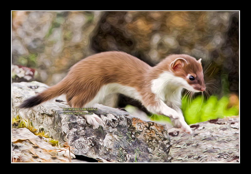 800x555 Weasel Oil Painting - Weasel Painting