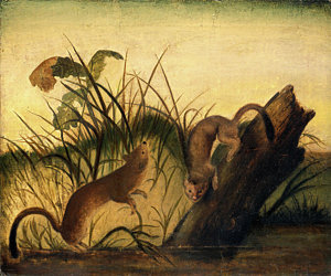300x250 Weasel Paintings Fine Art America - Weasel Painting