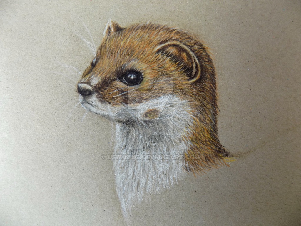 1024x768 Weasel Pencil Art By Usitatus - Weasel Painting