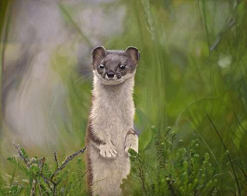 500x397 Welcome - Weasel Painting