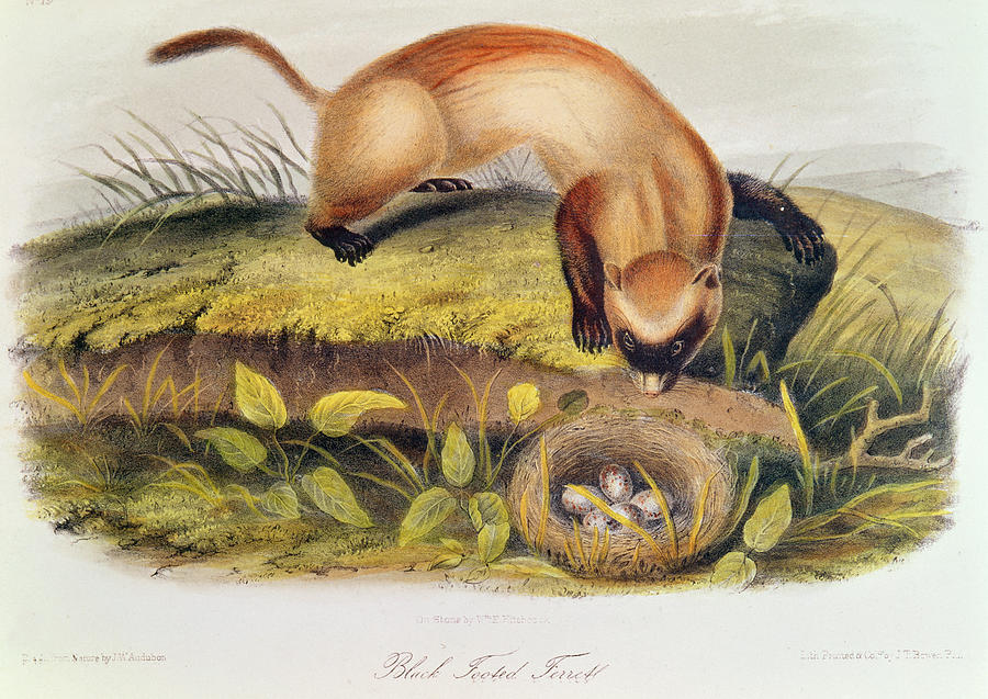900x637 Ferret Painting By John James Audubon - Weasel Painting