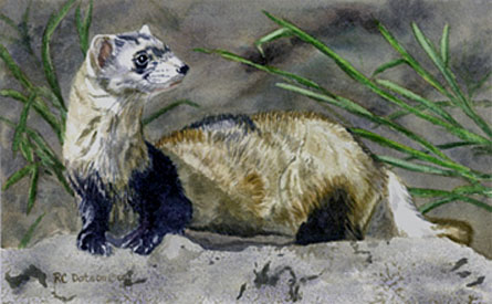 445x275 Wildlife Art Gallery Watercolor Paintings Weasel By Wildlife - Weasel Painting