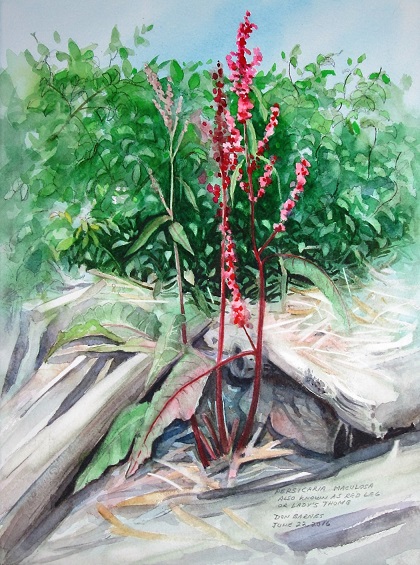 420x565 Weed Painting Challenge Don Barnes Watercolour Art - Weed Painting