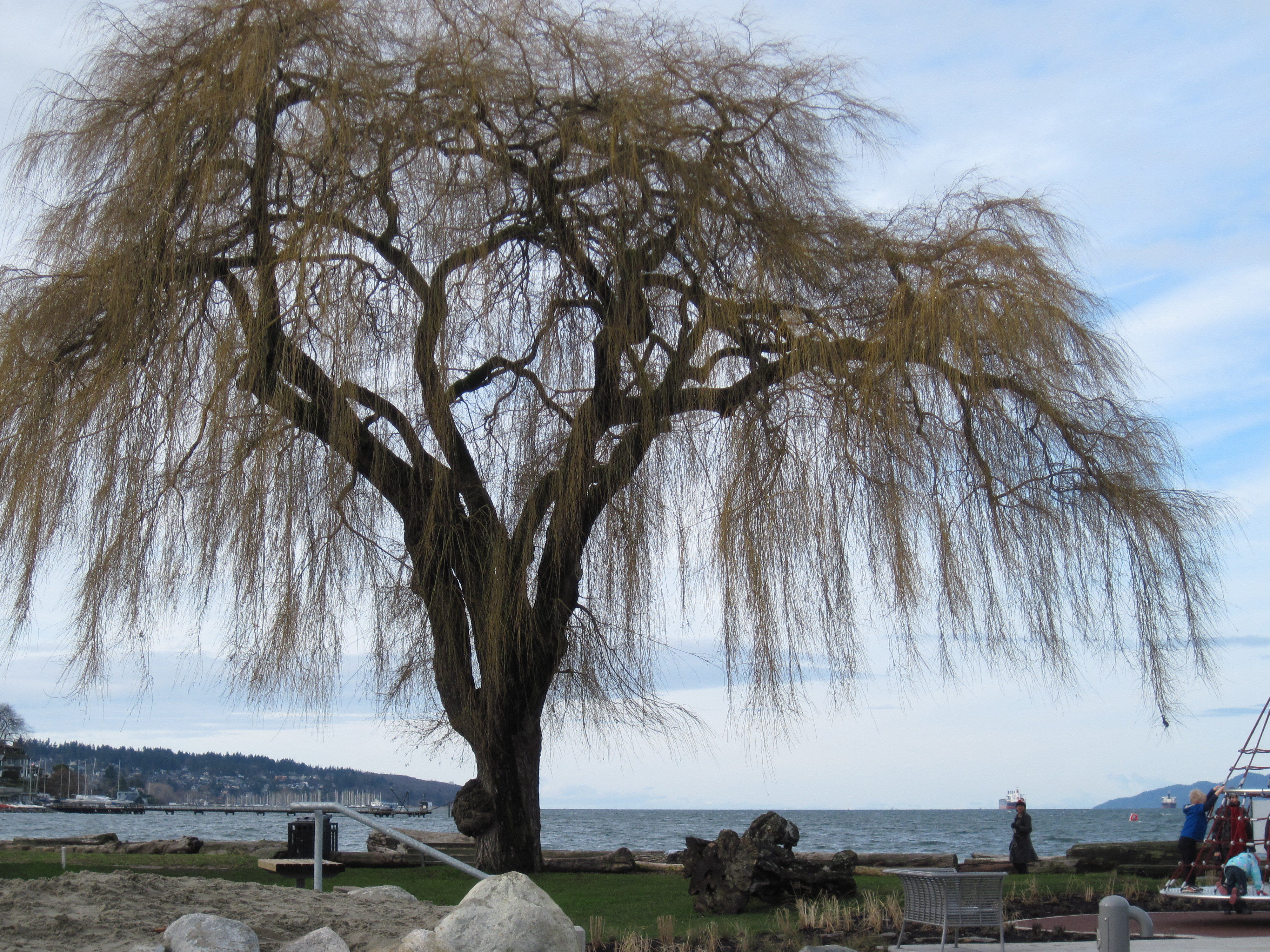 4000x3000 Specific Trees Painting Willow Followmybrushmarks - Weeping Willow Tree Painting