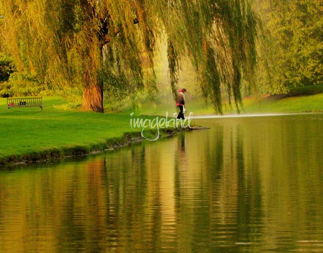 650x509 Stunning Weeping Willow Tree Artwork For Sale On Fine Art Prints - Weeping Willow Tree Painting
