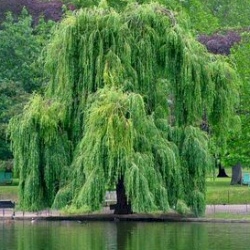 250x250 Weeping Willow Tree Tutorial! Learn To Oil Paint With Darrell Crow - Weeping Willow Tree Painting