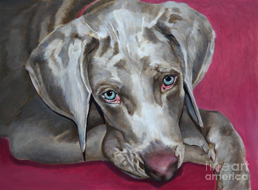 900x664 Scooby Weimaraner Pet Portrait Painting By Portraits By Nc - Weimaraner Painting
