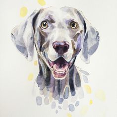 236x236 Weimaraner Art Print Of Original Watercolor Painting - Weimaraner Painting