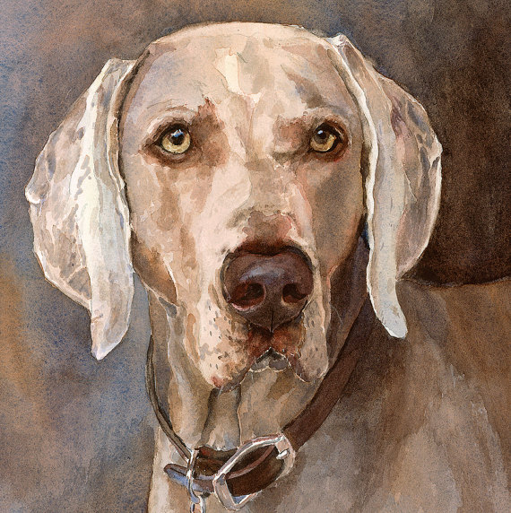 570x572 Weimaraner Printweimaraner Paintingweimaraner - Weimaraner Painting