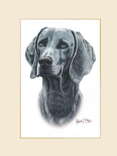 373x497 Original Weimaraner Painting - Weimaraner Painting