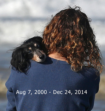 350x368 Hallie Art Dachshund Painter - Weiner Dog Painting