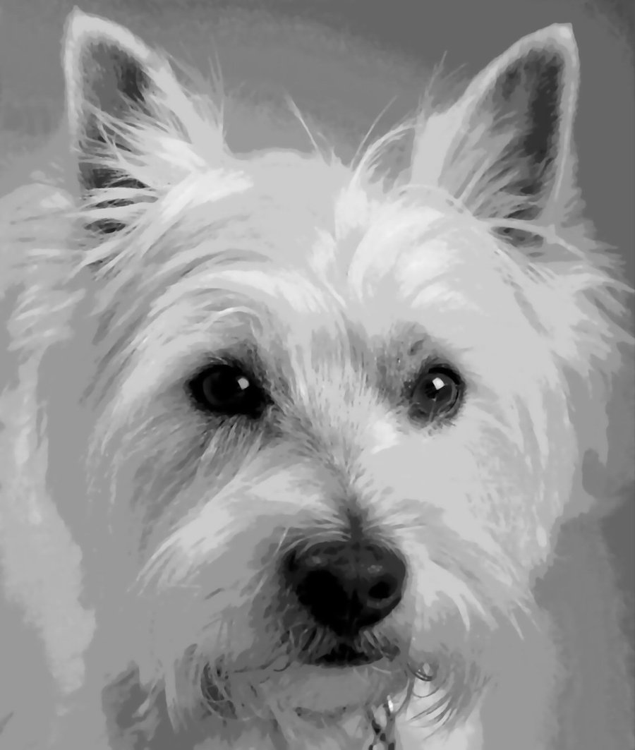 900x1063 Westie Higland Terrier Dog Paint By Number Art Kit By Numberedart - Westie Painting