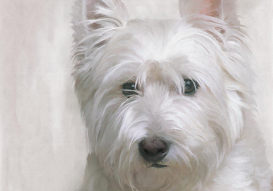 900x629 White West Highland Terrier Westie Painting By Jg Keevil - Westie Painting