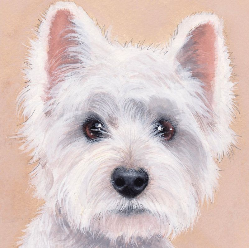 Westie Painting at Explore collection of Westie