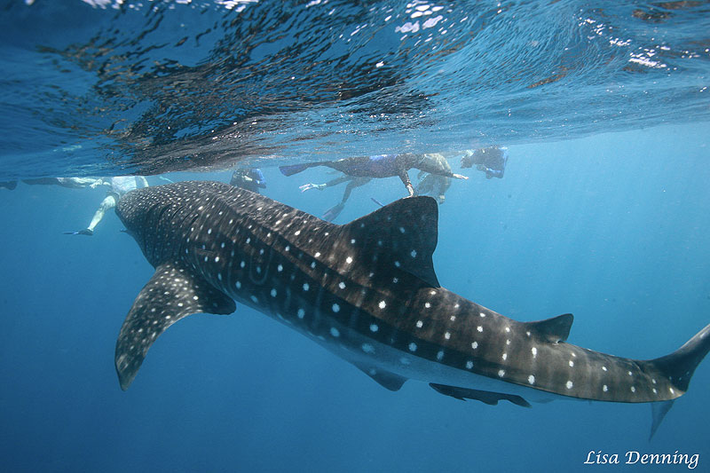 800x533 Joan's 2013 Meeting With The Humpback Whales - Whale And Ship Painting