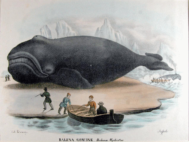 637x480 Subsistence Hunting Under Review New Bedford Whaling Museum Blog - Whale Hunting Painting