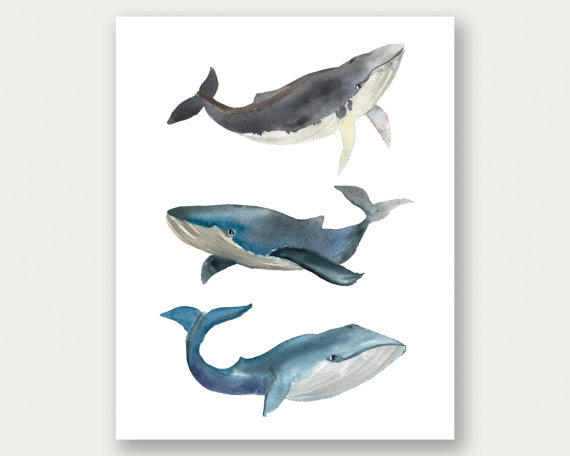 570x456 Whale Painting Watercolor Whale Wall Art Whale Printable - Whale Painting