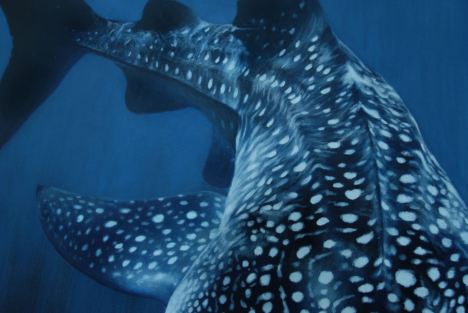 1920x1285 Saatchi Art Whale Shark Painting By Carla Grace - Whale Shark Painting