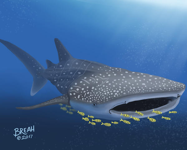 600x480 Sharks! The Whale Shark Art By Breah - Whale Shark Painting