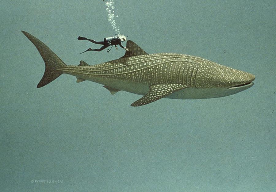 900x626 Whale Shark Painting By Richard Ellis - Whale Shark Painting