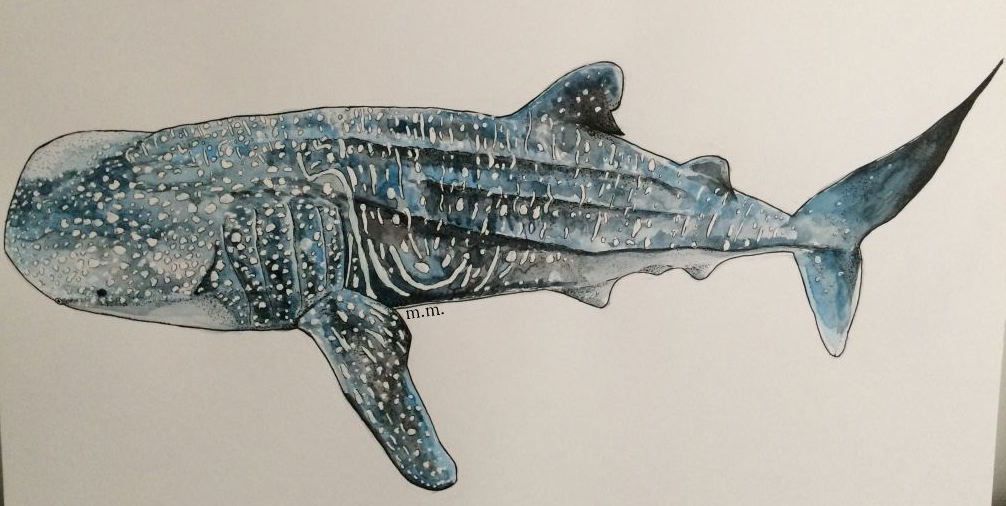 1006x506 Whale Shark Painting Tutorial Mumbles From A Marine Biologist - Whale Shark Painting