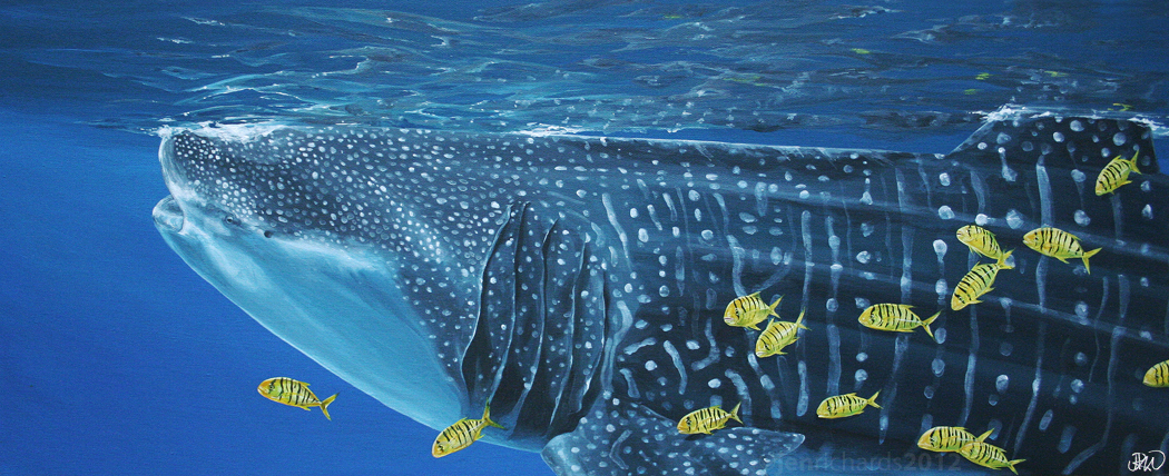 1050x428 Entourage By Odontocete - Whale Shark Painting