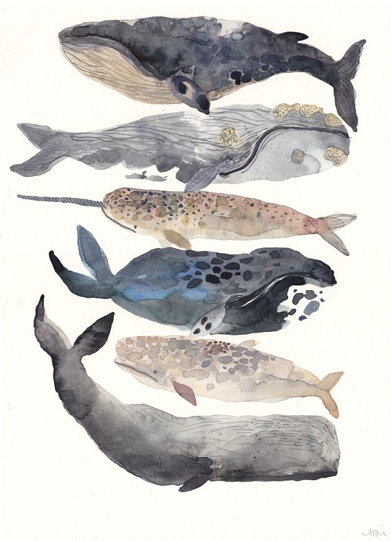 570x787 Six Whales Original Watercolor Painting Watercolor - Whale Watercolor Painting