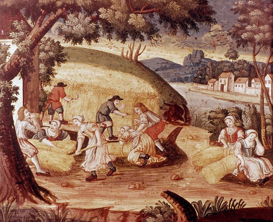 900x734 Wheat Harvest, 17th Cent Painting By Granger - Wheat Harvest Painting