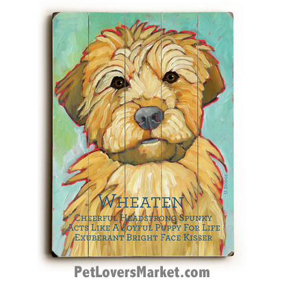 415x415 Soft Coated Wheaten Terrier - Wheaten Terrier Painting