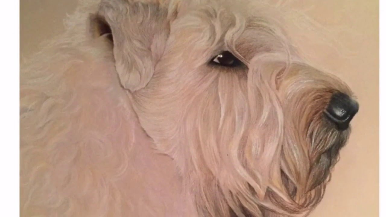 1280x720 Wheaten Terrier Painting - Wheaten Terrier Painting
