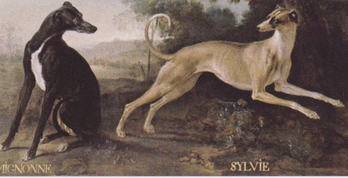 505x258 Whippet Art - Whippet Painting