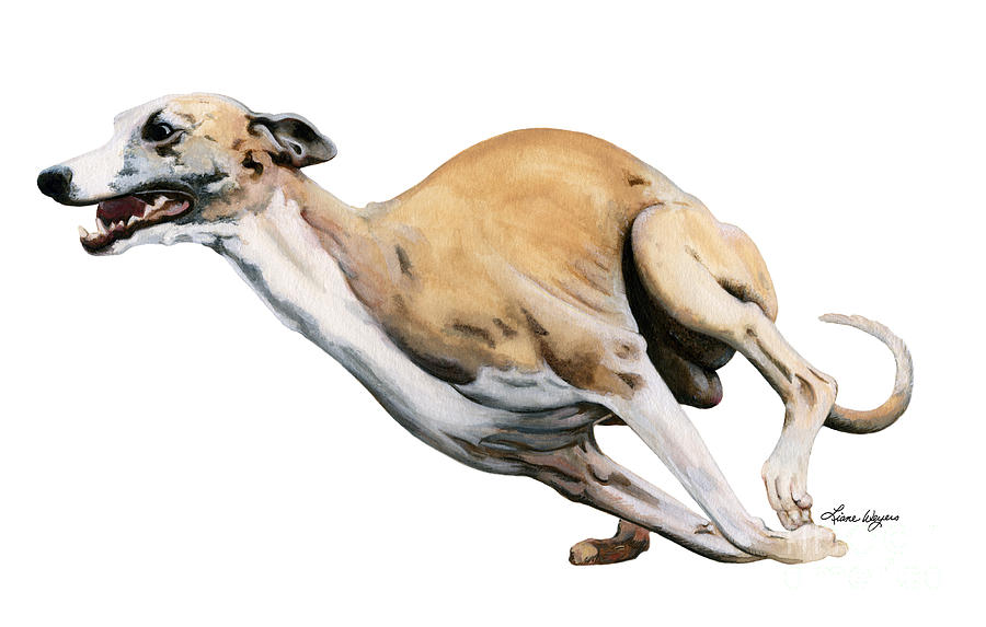 900x573 Whippet In The Wind Painting By Liane Weyers - Whippet Painting