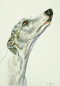 209x300 Whippet Paintings Fine Art America - Whippet Painting