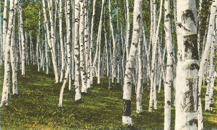 720x432 Norman Parkinson White Birch Forest, Wisconsin Painting Anysize 50 - White Birch Painting