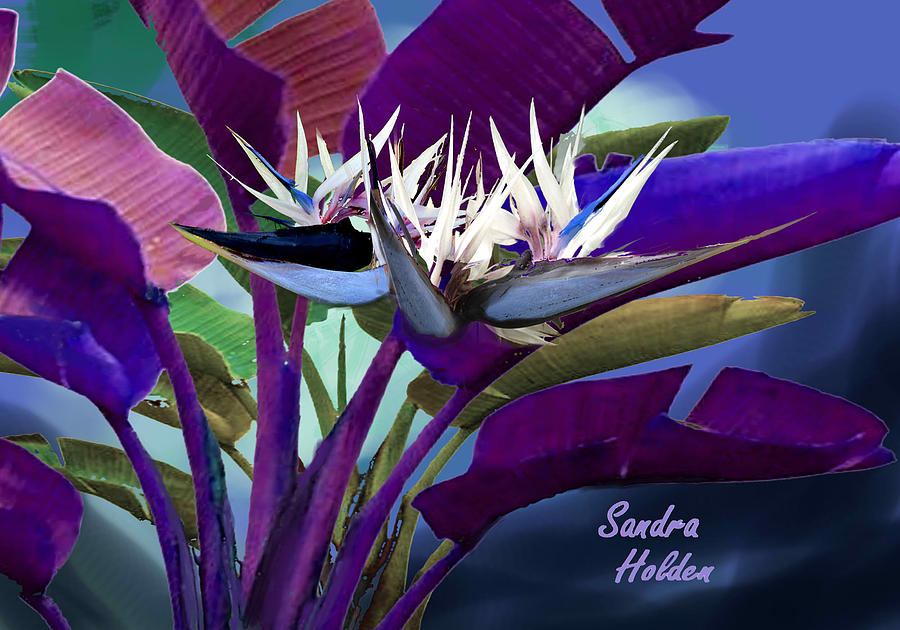 900x630 White Bird Of Paradise Painting By Sandra Holden - White Bird Painting