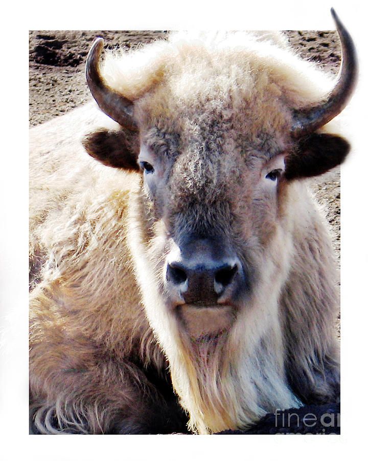 720x900 Sacred White Buffalo Canvas Print Canvas Art By Parker Buffalo - White Buffalo Painting