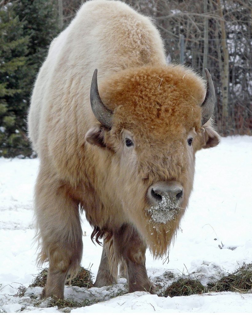 819x1024 White Buffalo (Bison) Blizzard Was Born June 2005 - White Buffalo Painting