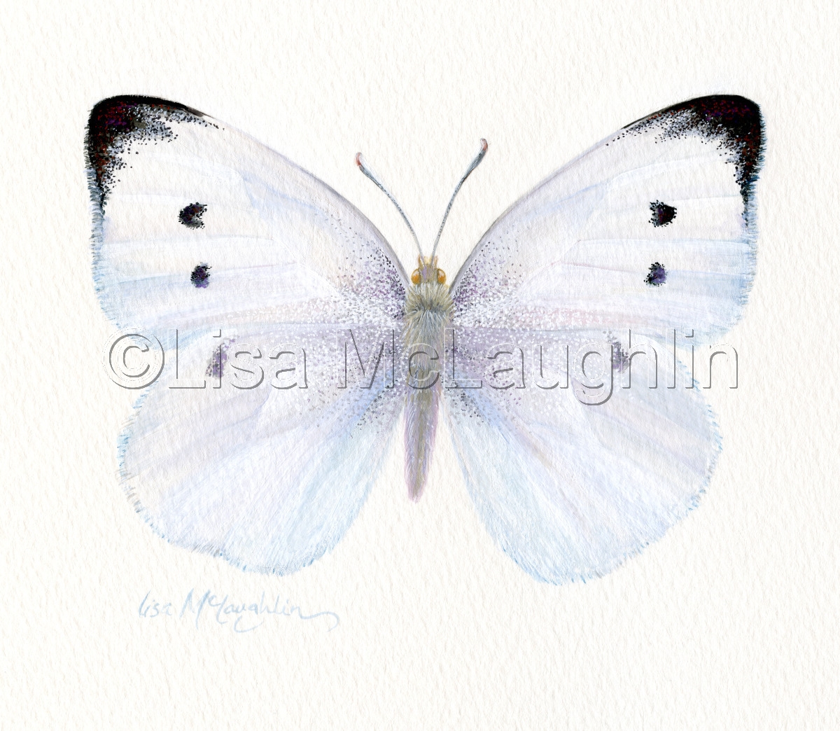 1200x1044 Painting Cabbage White Butterfly (Original Art By Lisa Mclaughlin) - White Butterfly Painting