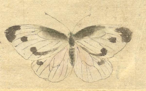600x374 White Butterfly - White Butterfly Painting
