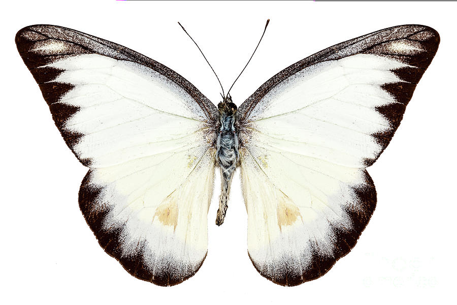 900x600 White Butterfly Species Appias Lyncida Painting By Pablo Romero - White Butterfly Painting