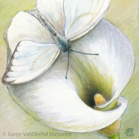 570x570 White Calla Lily With Great Southern White Butterfly - White Butterfly Painting