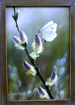 300x418 Decoys And Wildlife Gallery Wildlife Art - White Butterfly Painting