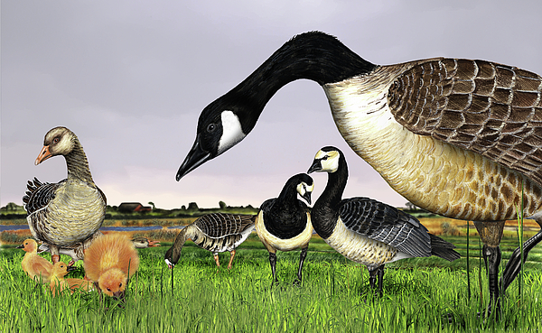 600x369 Canada Goose - White Chicks Painting